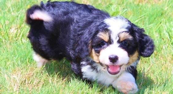 Contact Mini Bubblebath Bernedoodles Contact Mini Bubblebath Bernedoodles