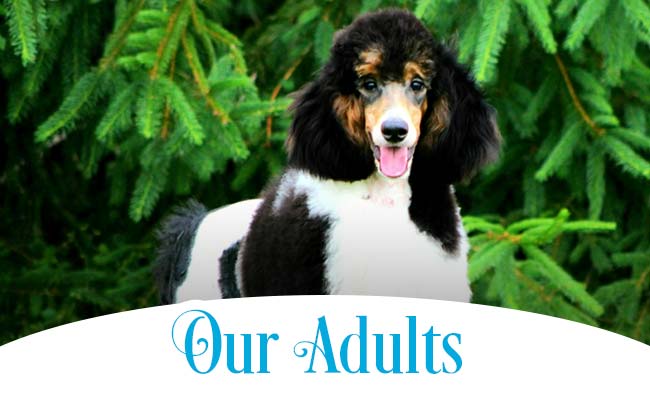 Our Adults Our Adults At Mini Bubblebath Bernedoodles