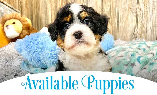 Available Puppies Available Puppies From Mini Bubblebath Bernedoodles