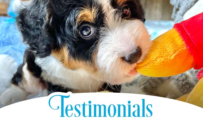 Testimonials Mini Bubblebath Bernedoodles Testimonials